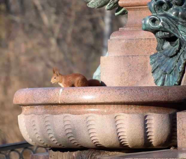 Eichhrnchen in einer Brunnenschale am Lessing-Denkmal