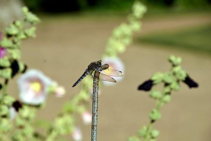 Libellen-Weibchen des sdlichen Blaufeils im Schlosspark von Sacrow