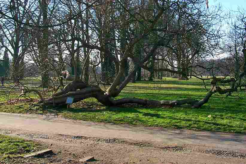 Catalpa Baum im Frhling -  Park Sanssouci.