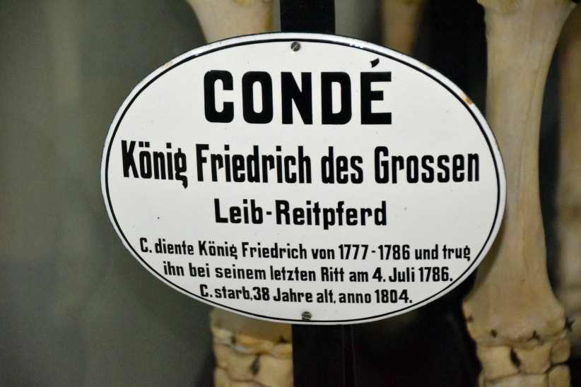 Schild Skelett Cond - Veterinrinstitut_Dahlem.