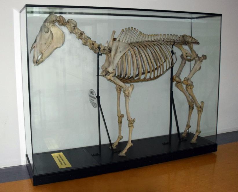Skelett Leib-Reitpferd Cond - Lieblingspferd Friedrichs II.