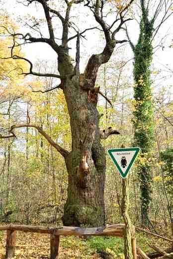 Dicke Marie, Berlins ltester Baum im Forst Tegel