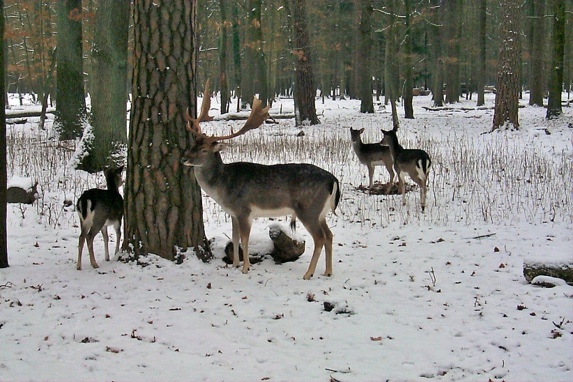 Wiltiergehege Hermsdorf im Tegeler Forst / Berlin.