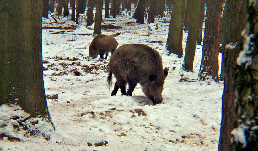 Wiltiergehege Hermsdorf im Tegeler Forst / Berlin.